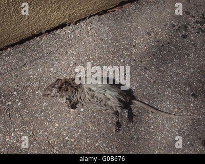 Ratto marrone, comune di ratto, street rat, wharf rat Foto Stock