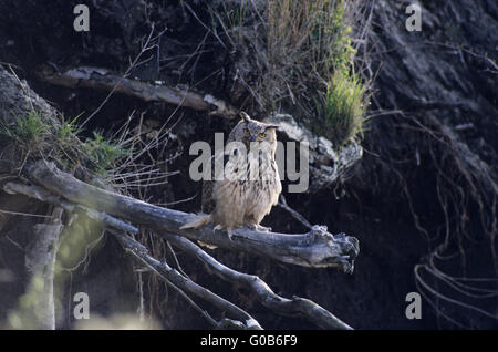 Eurasian Eagle-Owl uccello adulto cercando alert Foto Stock