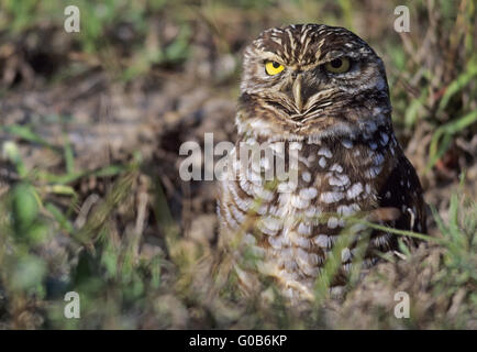 Scavando Il Gufo seduto alert nella parte anteriore del burrow Foto Stock