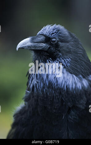 Northern Raven ritratto di un uccello adulto Foto Stock