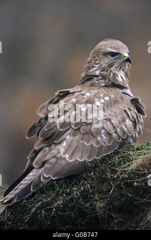 Comune Poiana seduto su di una radice di un abete Foto Stock