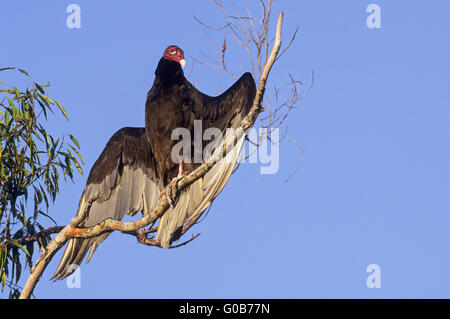 La Turchia avvoltoio uccello adulto prendendo il sole Foto Stock