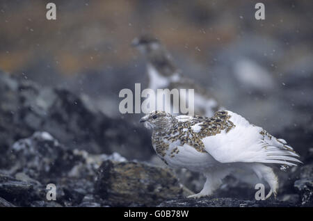 Pernice bianca stiramento del parafango sinistro Foto Stock