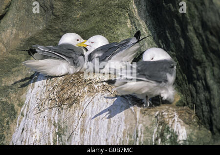 Nero-gambe corte Kittiwakes sul loro nido Foto Stock