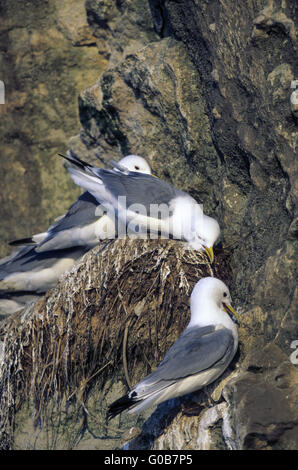 Nero-zampe lotta Kittiwakes a bird rock Foto Stock