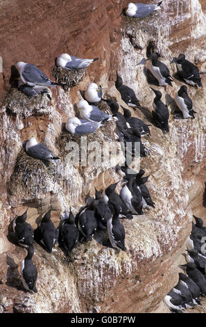 Nero-zampe e Kittiwakes Guillemots comune Foto Stock