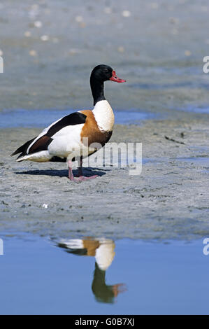 Una comune Shelduck gander con la riflessione Foto Stock