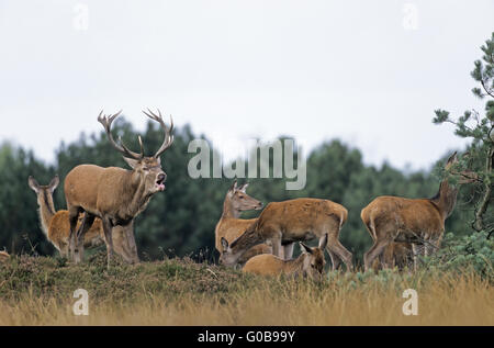 Ruggito di cervi rossi stag, cerve e croste Foto Stock