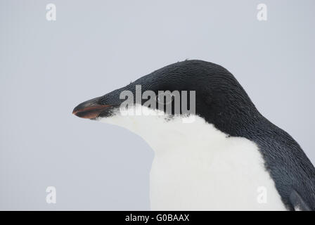 Ritratto di un giovane Adelie penguin. Foto Stock