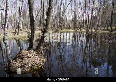Lago di foresta nella foresta di primavera. Foto Stock