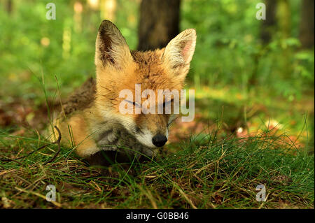 Wet fox in legno Foto Stock