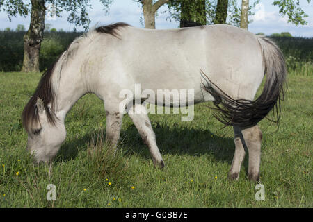 Cavallo Liebenthaler Foto Stock