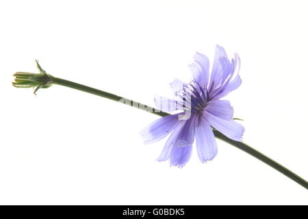 Comune di cicoria (Cichorium intybus) Foto Stock