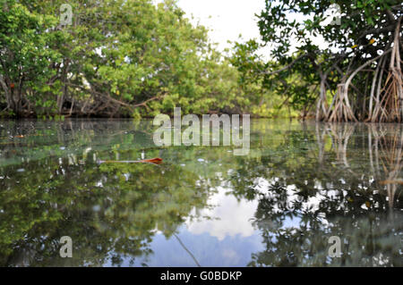 Caribian Mangrovie Foto Stock