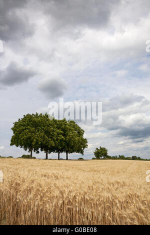 Cornfield con albero di noce nella parte anteriore del cielo velato Foto Stock