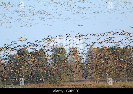 Gru e bianco-fronteggiata Oche, Brandeburgo, Germa Foto Stock