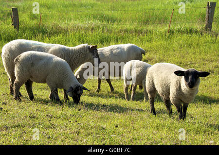 Gregge di pecore su Langeneß Foto Stock