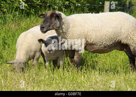 Gregge di pecore su Langeneß Foto Stock