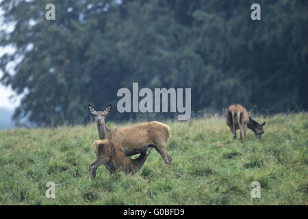 Red Deer dam allattava il vitello su un prato boschivo Foto Stock