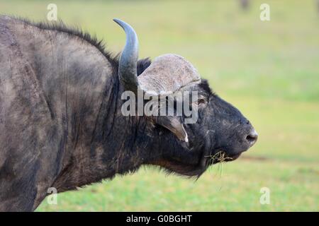 Bufalo africano o bufalo del capo (Syncerus caffer), animale ritratto, Parco Nazionale di Addo, Capo orientale, Sud Africa e Africa Foto Stock