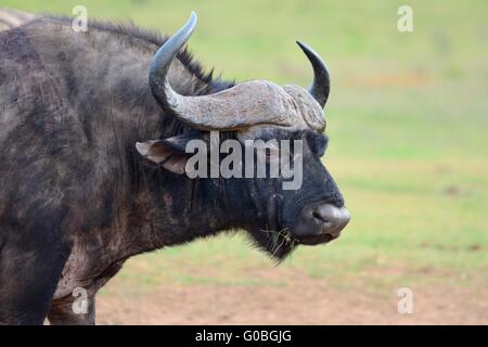 Bufalo africano o bufalo del capo (Syncerus caffer), animale ritratto, Parco Nazionale di Addo, Capo orientale, Sud Africa e Africa Foto Stock