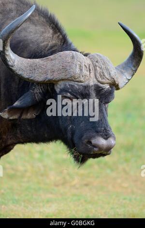 Bufalo africano o bufalo del capo (Syncerus caffer), ritratto, Parco Nazionale di Addo, Capo orientale, Sud Africa e Africa Foto Stock