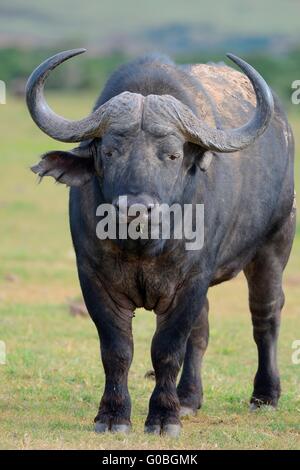 Bufalo africano o bufalo del capo (Syncerus caffer), in piedi su un prato, schiena ricoperta di fango secco, Parco Nazionale di Addo, Sud Africa e Africa Foto Stock