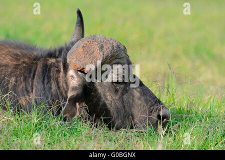 Bufalo africano o bufalo del capo (Syncerus caffer), giacente in erba verde, con un corno rotto, Parco Nazionale di Addo, Sud Africa e Africa Foto Stock