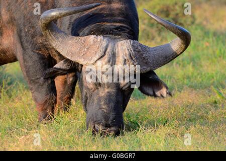 Bufalo africano o bufalo del capo (Syncerus caffer), il pascolo, Parco Nazionale di Addo, Capo orientale, Sud Africa e Africa Foto Stock