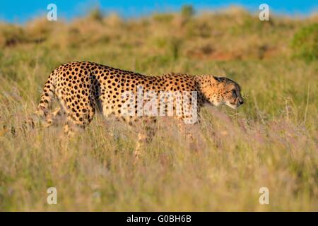 Ghepardo (Acinonyx jubatus), camminando attraverso erba alta, nel tardo pomeriggio, Parco Nazionale di Addo, Capo orientale, Sud Africa e Africa Foto Stock