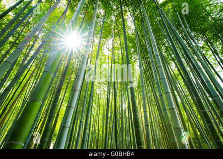 Foresta di Bamboo con sun flare, Arashiyama, Kyoto, Giappone Foto Stock