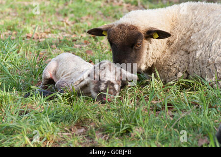 Pecora con agnello neonato Foto Stock