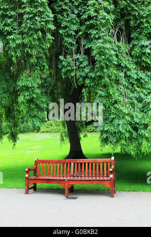 Albero con panca e erba verde Foto Stock