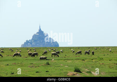 Le pecore di fronte al Mont Saint Michel, Francia Foto Stock
