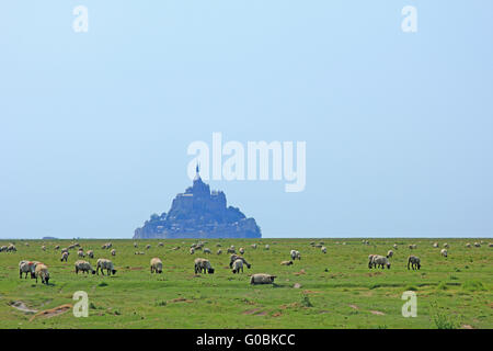 Le pecore di fronte al Mont Saint Michel, Francia Foto Stock