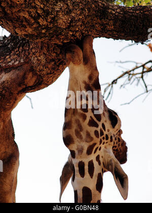 Testa di giovani giraffe da sotto la masticazione su corteccia Foto Stock