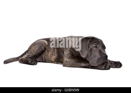 Grigio cane corso cucciolo di cane Foto Stock