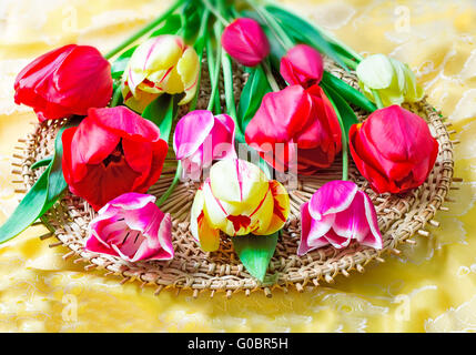 Rosso brillante tulip contro la seta gialla Foto Stock