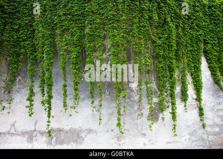 Il vecchio muro di cemento ricoperta di verde edera Foto Stock