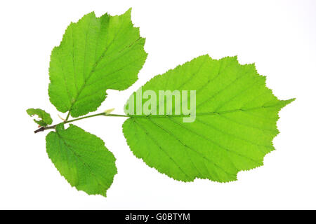 Poco ramoscello del nocciolo (Corylus avellana) Foto Stock