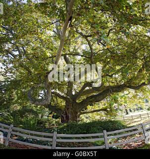 250 anni vecchia Unione plane tree con enorme corona Foto Stock