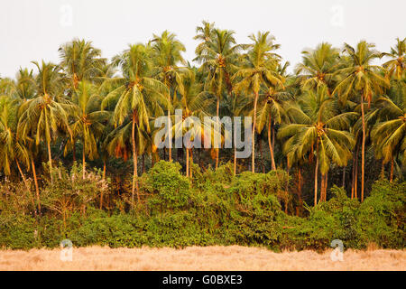 Albero di cocco jungle Foto Stock