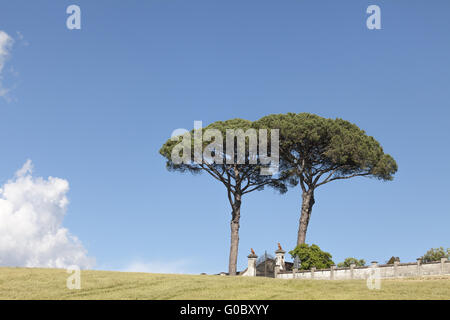 Paesaggio con pini a Vinci, Toscana, Italia Foto Stock