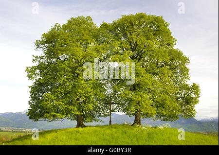 Due grandi vecchi alberi di tiglio in Baviera Foto Stock