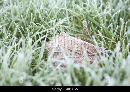 Frost-prato coperto Foto Stock