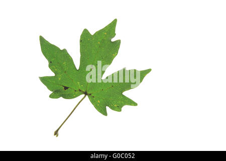 Acero campestre (Acer campestre) Foto Stock