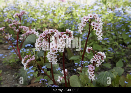 Bergenia, elefante-eared sassifraga, elefanti orecchie Foto Stock