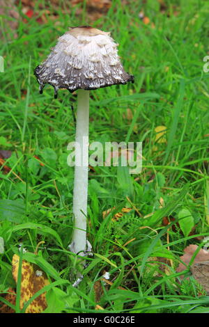 Shaggy copertura di inchiostro (Coprinus comatus) Foto Stock