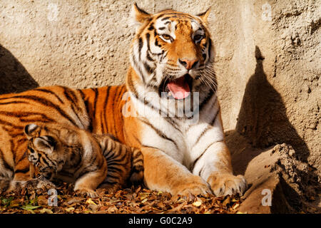 La tigre mamma allo zoo con il suo cucciolo di tigre - Foto di sole Foto Stock