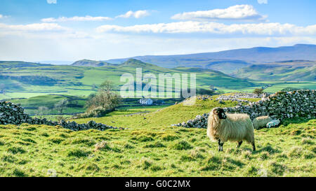 Splendide Yorkshire Dales paesaggio stupefacente scenario Inghilterra turismo uk verdi colline ovini Foto Stock